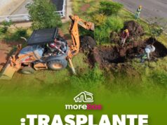Se suman 28 árboles trasplantados a las acciones ambientales del Morebús