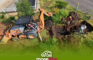 Se suman 28 árboles trasplantados a las acciones ambientales del Morebús