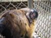 Celebra Zoológico de Morelia el nacimiento de una tierna cría de mono capuchino