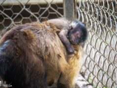 Celebra Zoológico de Morelia el nacimiento de una tierna cría de mono capuchino