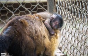 Celebra Zoológico de Morelia el nacimiento de una tierna cría de mono capuchino