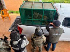 Localizan dos tigres de Bengala confinados en corrales en Coalcomán