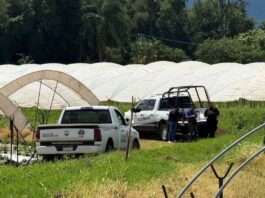 Localizan a pareja asesinada en zona agrícola de Jacona