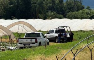 Localizan a pareja asesinada en zona agrícola de Jacona