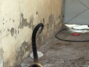 Tras cateo, FGE rescata a mono araña en Múgica