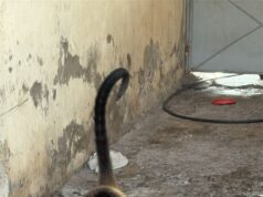 Tras cateo, FGE rescata a mono araña en Múgica