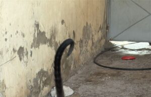 Tras cateo, FGE rescata a mono araña en Múgica