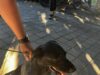 Localiza FGE a segundo canino relacionado con investigación por maltrato animal