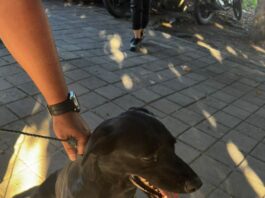 Localiza FGE a segundo canino relacionado con investigación por maltrato animal