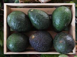 A 5 años de gobierno, Michoacán fortalece la protección de productos de origen