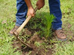 Crece 120% la reforestación en Áreas de Conservación de Michoacán