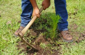 Crece 120% la reforestación en Áreas de Conservación de Michoacán