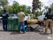 Zoológico de Morelia resguarda animales rescatados