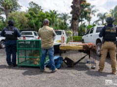 Zoológico de Morelia resguarda animales rescatados
