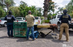 Zoológico de Morelia resguarda animales rescatados