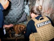 FGE rescata a ejemplar canino durante cateo por posible maltrato animal en Morelia