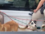 Rescata FGE cuatro ejemplares caninos durante cateo por maltrato animal en Coalcomán