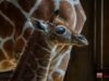 Nace una nueva jirafita en el Zoológico de Morelia