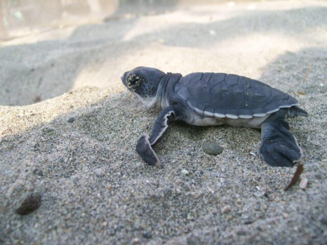 IMG-20261013-WA0038