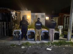 FGE rescata a cinco ejemplares caninos durante cateo por maltrato animal en Tarímbaro