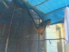 Asegura Fiscalía General un mono araña en condiciones de cautiverio en Uruapan