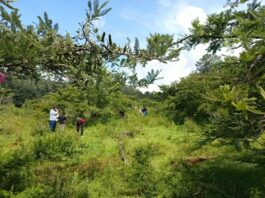 Michoacán triplica superficie de conservación forestal